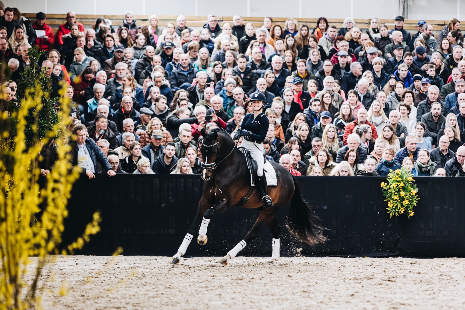 Team Nijhof Stallionshow @ Paardensportcentrum Lichtenvoorde