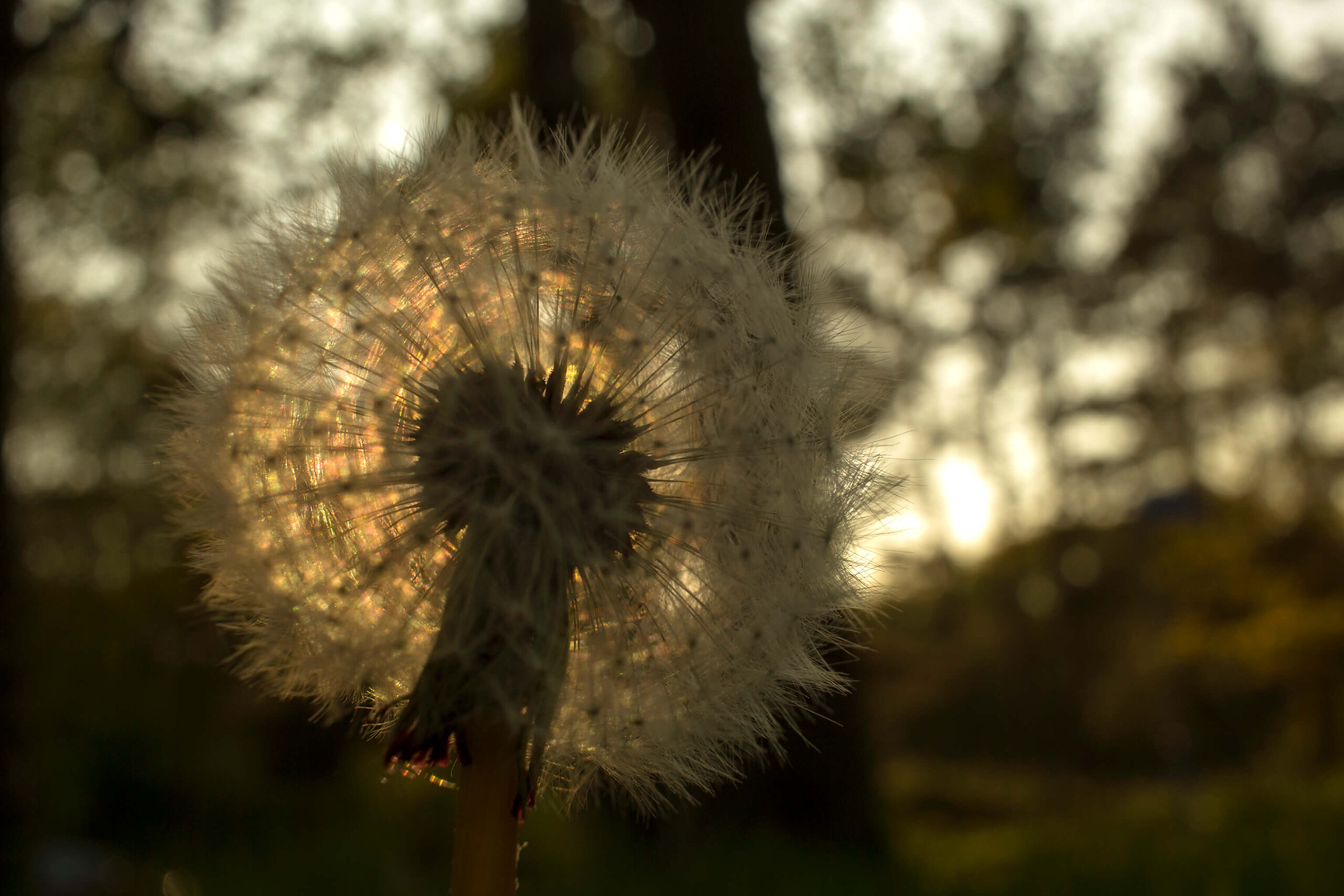 03-Sun shines through the dandelion_Kevin-Mateman_natuur